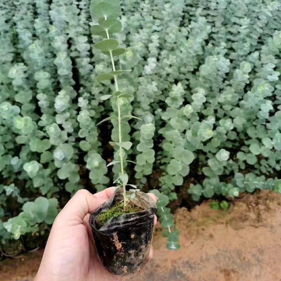 云南昆明基地尤加利小苗蓝宝贝大小叶盆栽好养植物圆叶四季常青