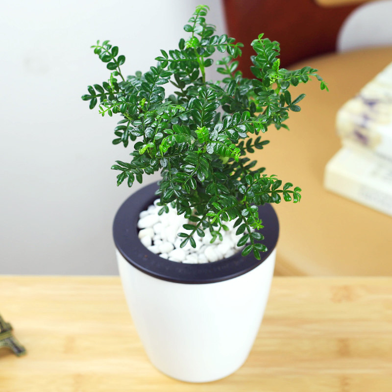 正宗清香胡椒木盆栽防驱蚊草植物好养室内花卉绿植九里香树苗盆景