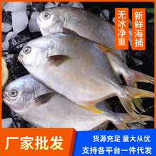 新鲜金鲳鱼鲜活速冻大号鲳鱼海捕大金鲳海鲳白鲳鱼海鲜水产批发
