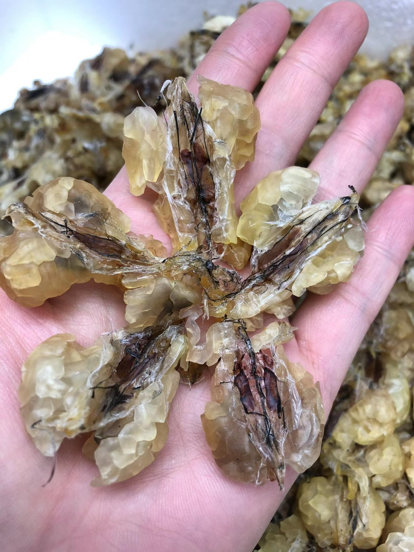 长白山雪蛤干扒雪蛤膏泡发率高 雪蛤膏足干雪蛤膏/滋补品批发代发