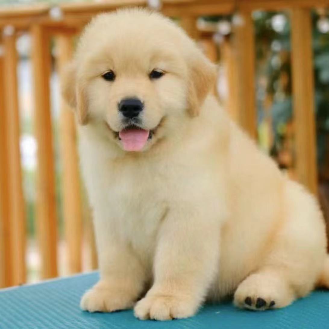 宠物幼犬纯种金毛活体家养中型宠物犬幼崽狗狗活体狗导盲犬-阿里巴巴