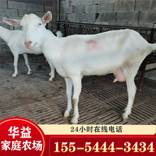 个人出售奶山羊4个月奶山羊一只哪里卖奶山羊产奶量高好养