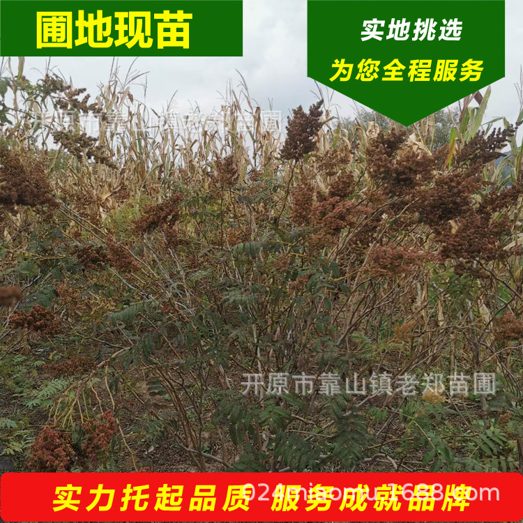 东北珍珠梅丛生绿篱苗 珍珠梅树苗3-20分枝大丛生 批发珍珠梅小苗