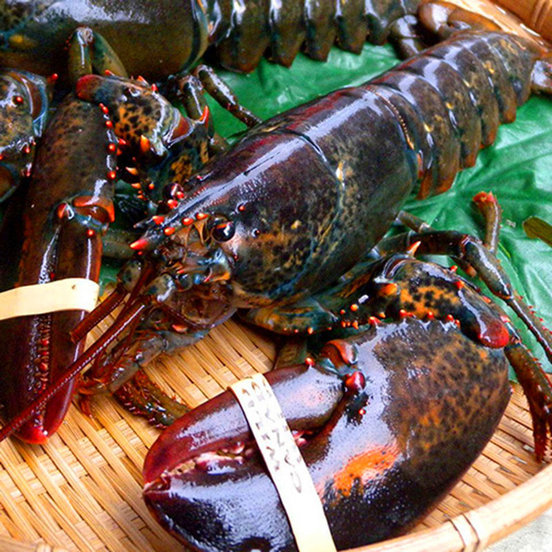 波士顿大龙虾活动价龙虾2.
