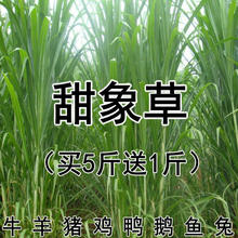 台湾甜象草种子养殖牧草种子畜牧多年生牧草牛羊饲料喂牛饲料