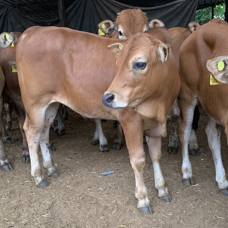 鲁西黄牛改良肉牛苗 鲁西黄牛活体肉牛犊养殖场牛苗批发2000一头