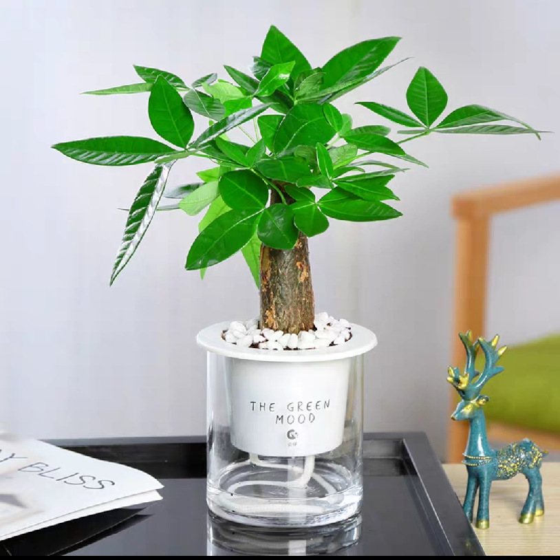 发财树盆栽水培植物室内客厅水养小盆景四季绿植摇钱树金钱兜绿植