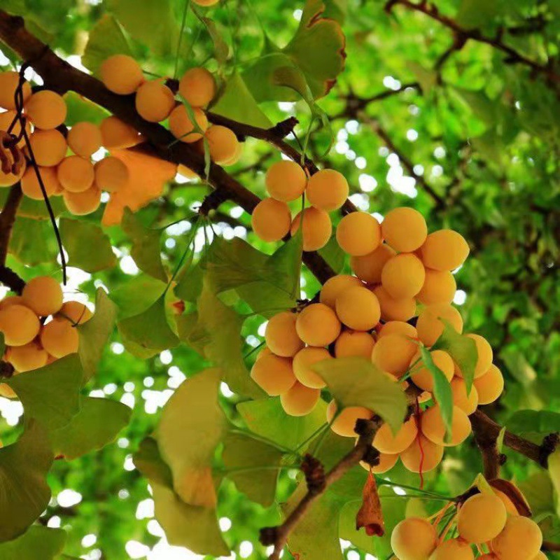 银杏树苗行道树金叶银杏小苗南北方种植庭院占地绿化苗木白果苗