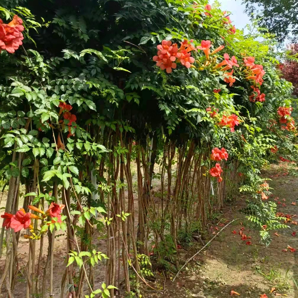 供应紫藤树 西安基地批发庭院藤类攀爬植物凌霄紫藤花