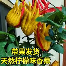 Buddha Hand Tree Seedling with Fruit Potted Plant Golden跨境