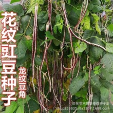 龙纹豇豆种子花皮豇豆种子白底红花纹豇豆种子紫红豆角可大田用种