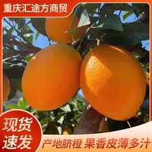 重庆奉节三峡脐橙新鲜包邮当季新鲜水果产地直发甜橙脐橙一件代发
