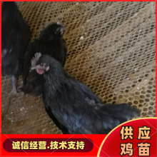 江苏绿壳蛋鸡苗供应高产绿壳蛋鸡种蛋孵化场直销