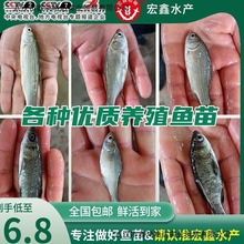 草鱼苗大苗抗病毒草鱼苗1-3斤/尾,皮毛一流保证无任何暗病寄_阿里巴巴