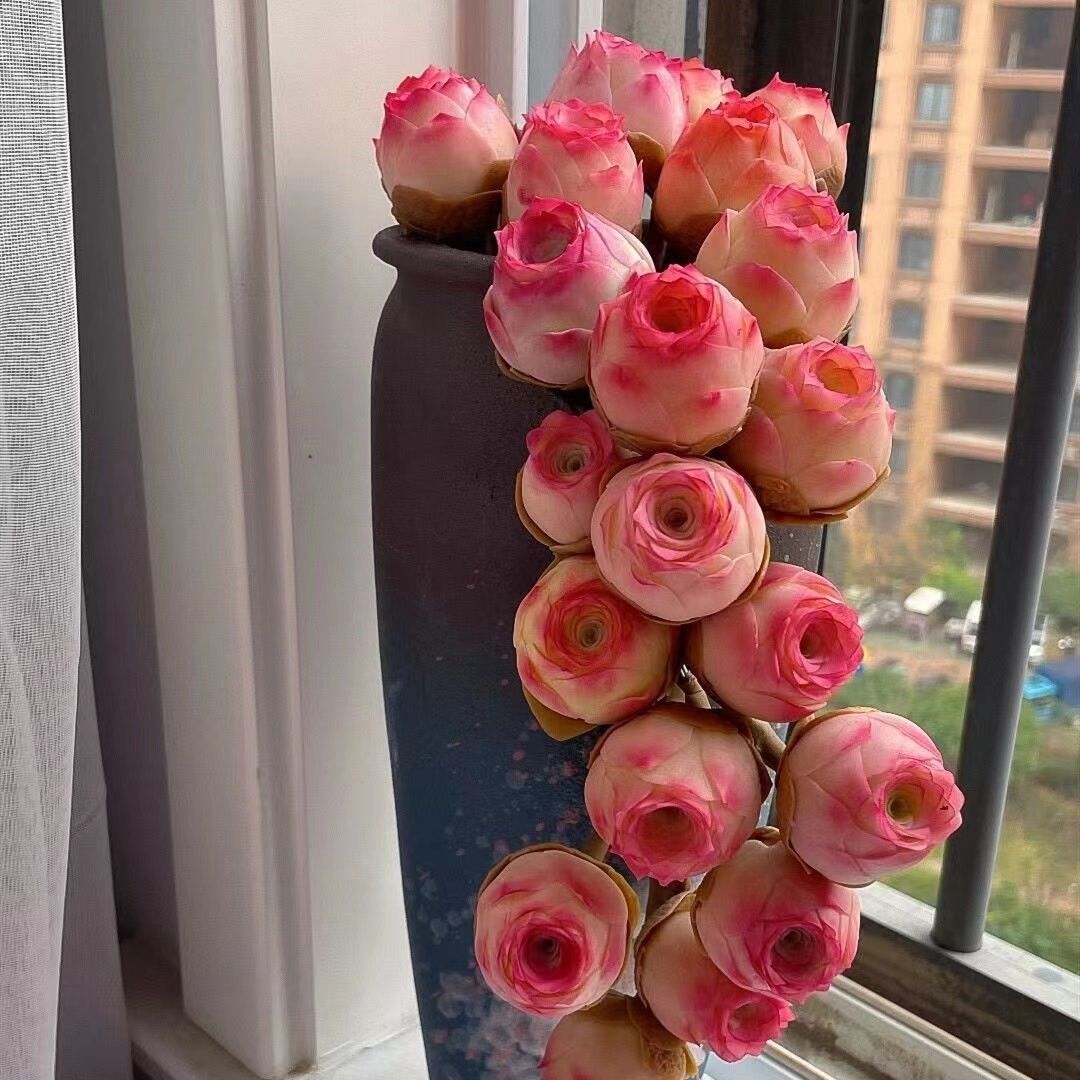 酒杯玫瑰多头群生多肉植物盆栽新手好养肉肉植物山地玫瑰耶罗鸡蛋