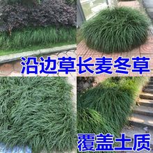 细叶麦冬玉龙草庭院绿化植物四季草坪绿化矮麦冬草耐阴青叶麦冬草