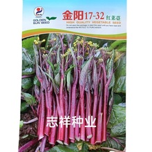 武汉红菜苔 金阳17-32红菜苔种子 苔色鲜红油亮无腊粉无苦味10克