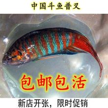 中国斗鱼活体活鱼冷水淡水观赏鱼好养耐养鱼金鱼原生小型斗鱼鱼苗