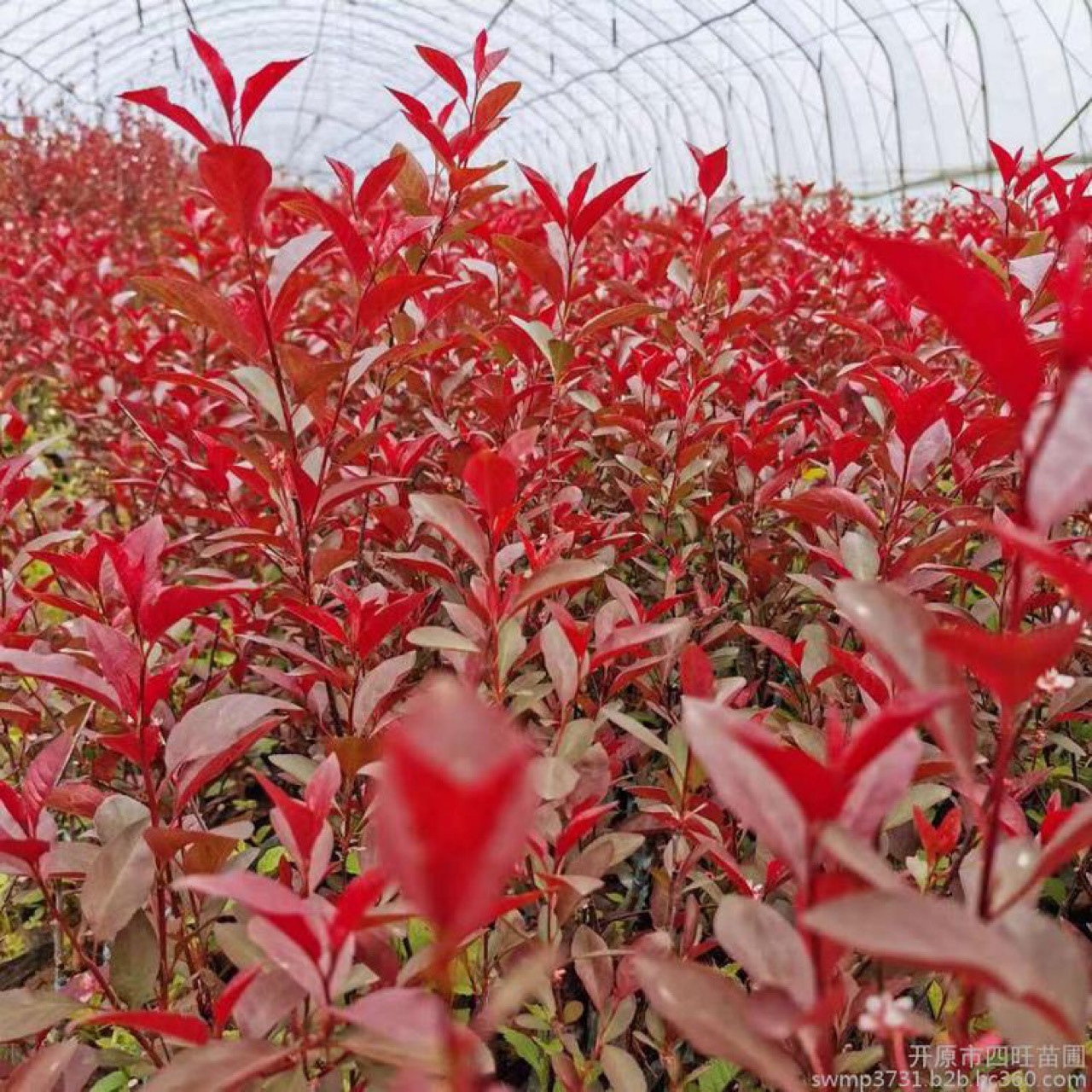 东北园林绿化工程苗木 紫叶矮樱 扦插小苗产地批发-阿里巴巴