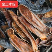 清水金边水蛭蚂蝗吊杆干货宽体无盐吊干金线蚂蟥
