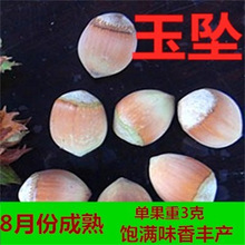 玉坠大榛子树苗美国辽榛玉坠平欧大榛子苗树地栽盆栽种植当年结果