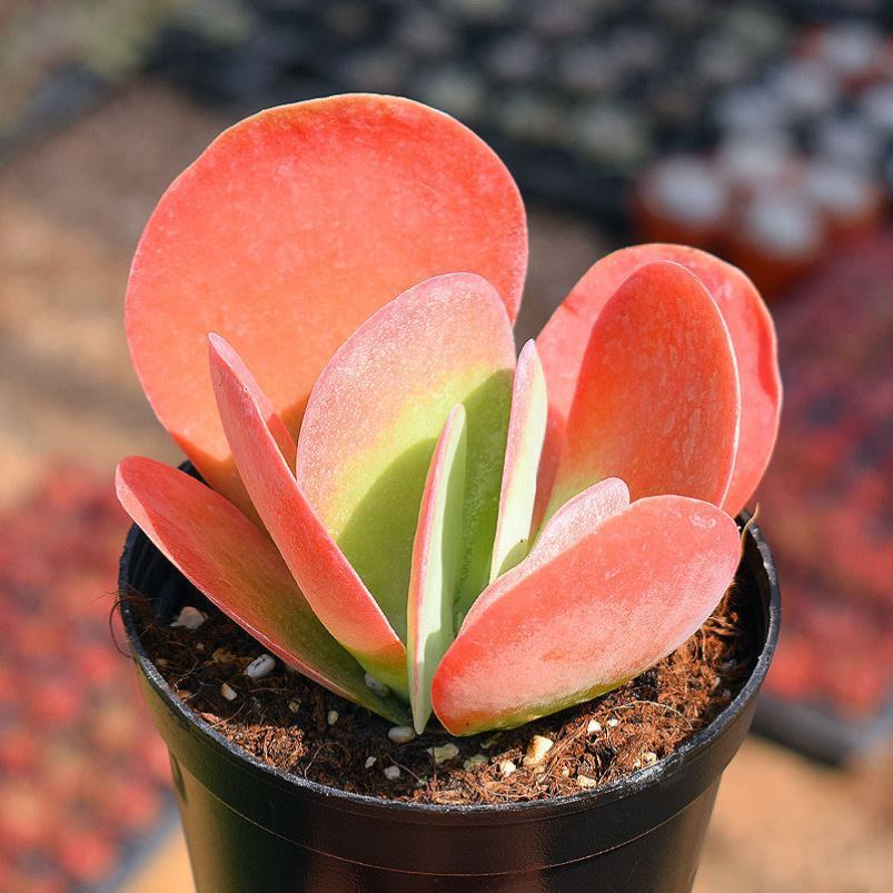 宏叶花卉 红叶景天多肉景天科多肉植物十二卷属办公室大棚原产地-报价