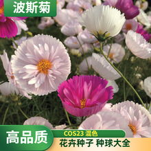 花海景观花卉波斯菊四季易种格桑花种子园林绿化耐寒易种花卉种子