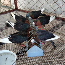 天使鸽子 喜鹊鸽子 摩登那鸽 元宝鸽 毛领观赏鸽 马耳他青年鸽