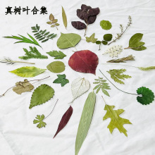 真树叶合集真叶片植物标本干花材料包压花台灯贴画滴胶押花手机壳