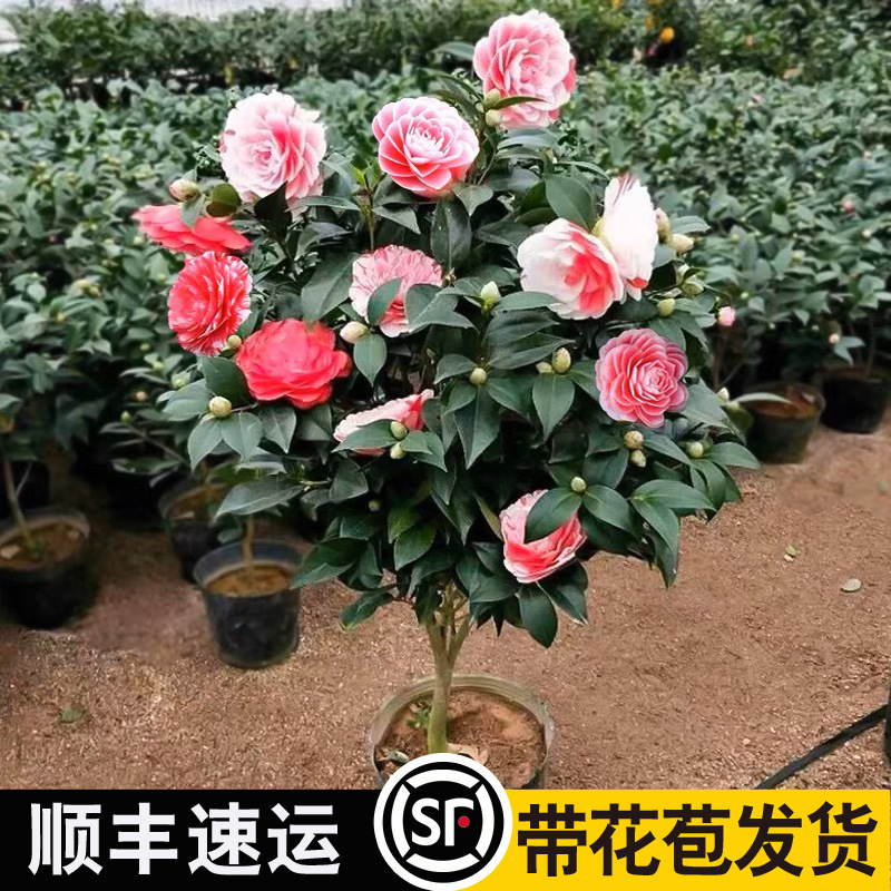 香妃山茶花盆栽带花苞五色赤丹花卉植物室内好养茶花树苗四季开花