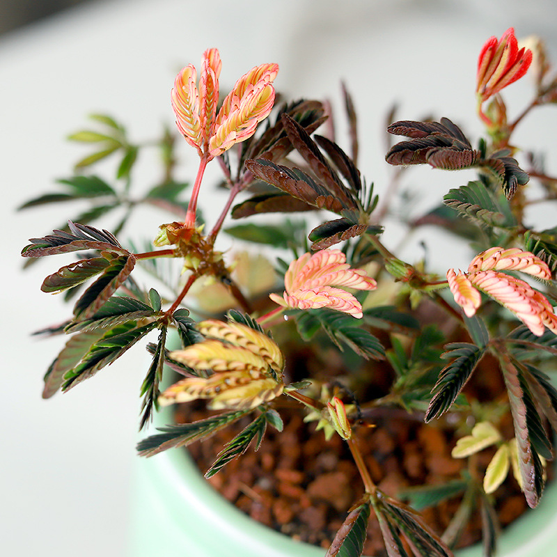 彩色含羞草客厅电视柜两边摆设盆栽鲜花四季家用害羞草网红植物