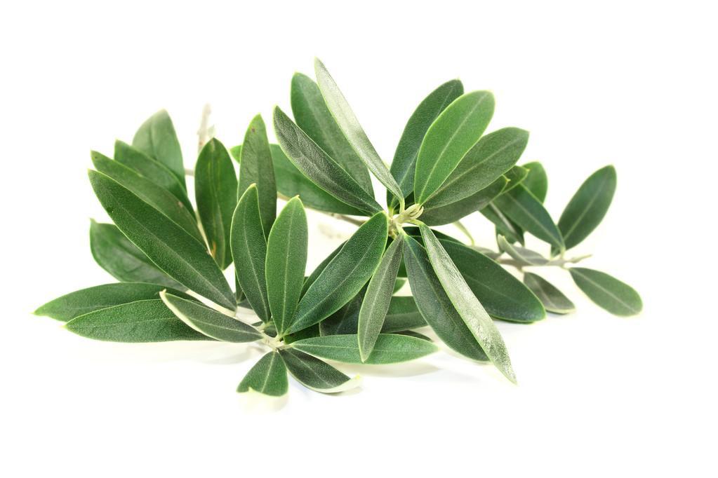 橄榄苦甙10% 橄榄叶提取物