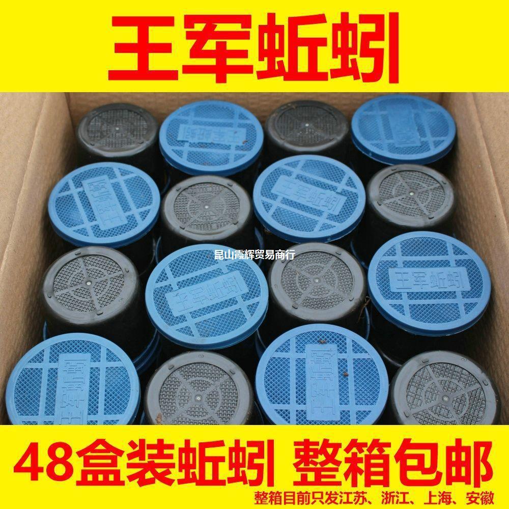 盒装蚯蚓 整箱批发 48盒 72盒 96盒 活体红蚯蚓鲜活钓饵 宸桥