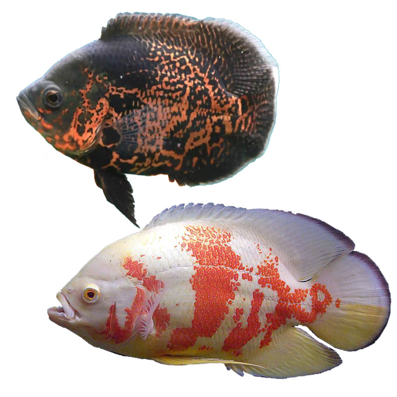 地图鱼活体大型热带观赏鱼小地图鱼幼苗猪仔鱼黑白长尾地图鱼