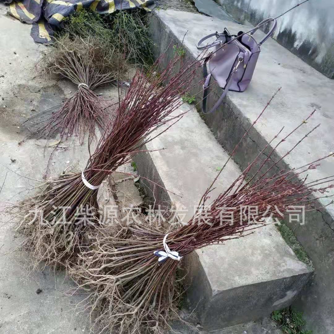 供应 鸡爪槭苗 鸡爪槭价格 江西鸡爪槭 7公分 5cm鸡爪槭3cm鸡爪槭