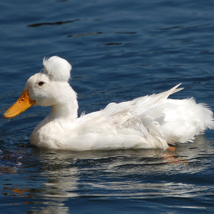 漂亮的凤头鸭价格五颜六色的凤头鸭出售活体绿头鸭价格观赏鸭价格