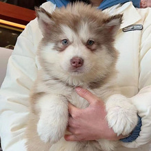纯种阿拉斯加大型犬幼犬活体熊版阿拉斯加雪橇犬幼崽活物批发价格
