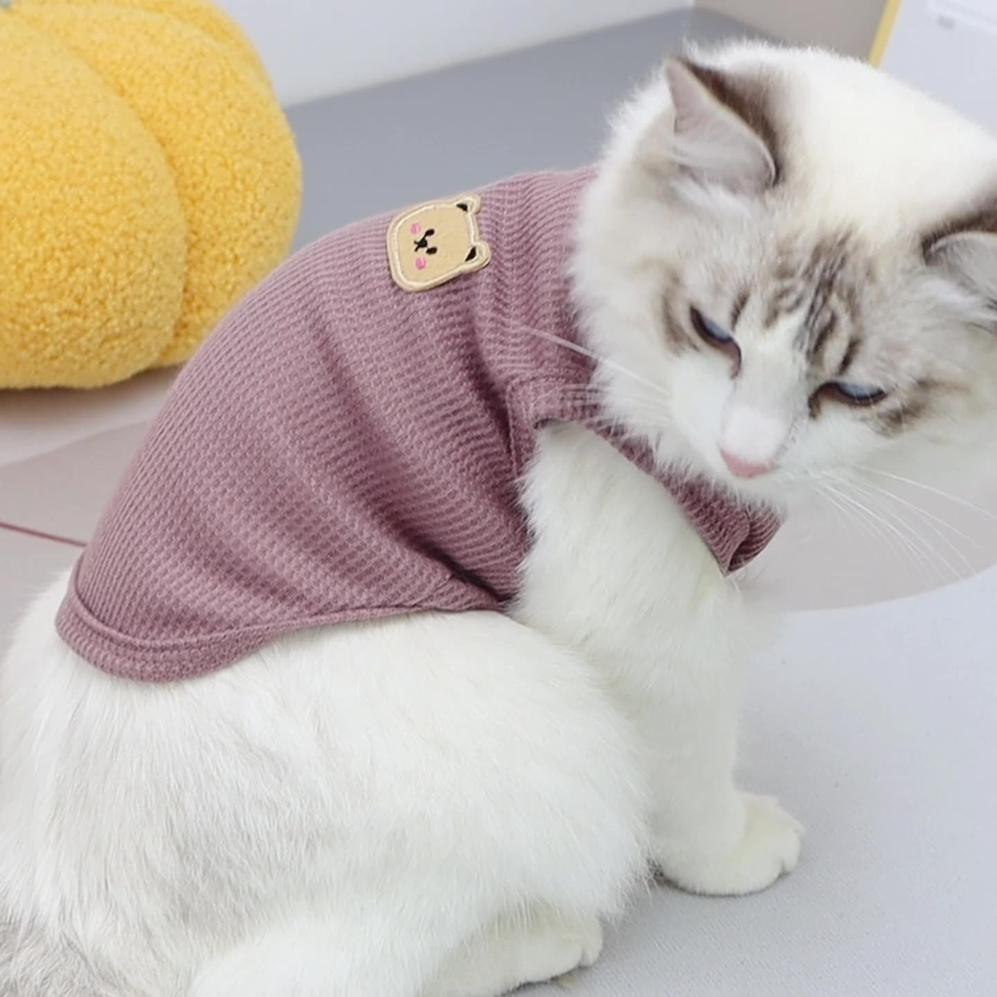 宠物猫咪衣服潇洒熊t恤猫咪小狗同款春夏服饰短长毛猫布偶猫衣服