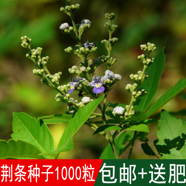 出售林木树种护坡草籽荆条种子黄荆黄金籽四季可播