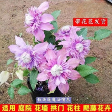 铁线莲苗盆栽藤本爬藤花卉重瓣阳台庭院攀援四季植物带盆发货批发