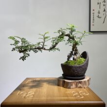 禅意胡椒木盆景室内悬崖临水老桩造型绿植清香木茶台茶室真树盆栽