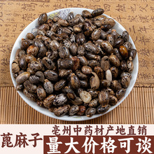 四季蓖麻种子蓖麻子秋季中药材正品饱满大粒新货野生篦麻籽仁