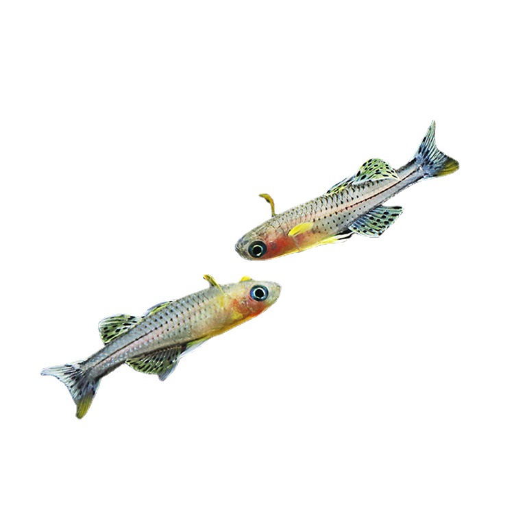 珍珠燕子鱼活体 阿鲁燕子鱼草缸热带鱼淡水群游鱼观赏鱼渔场批发