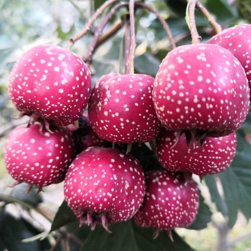 直接吃的野山楂一斤装小金星鲜山楂果山里红酸甜秋金星甜山楂