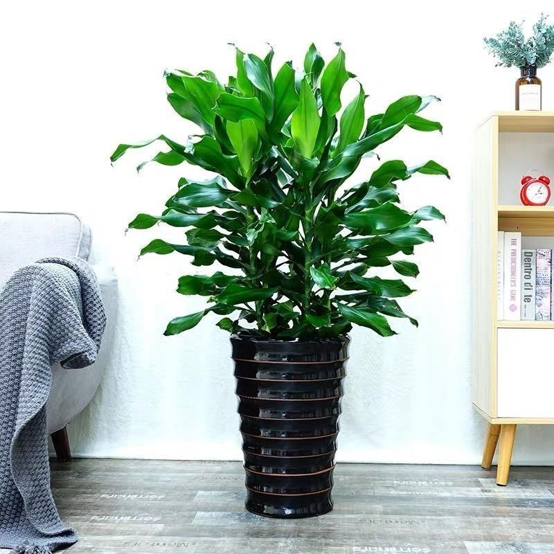 螺纹铁盆栽 大型室内植物客厅办公室阳台盆栽四季常青吸甲醛绿植