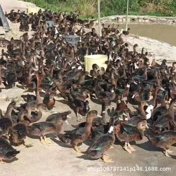 宗特大种红脸番鸭苗黑番鸭农家散养活苗鸭子黑色旱火鸭非洲雁鸭