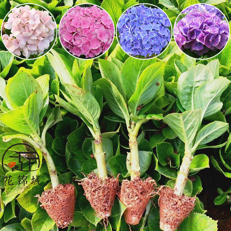 绣球花云南绣球花苗四季开花耐寒耐热花卉无尽夏八仙花小苗批发