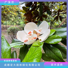 广玉兰树四季常绿开花树种5公分至15公分苗圃批发城市绿化行道树