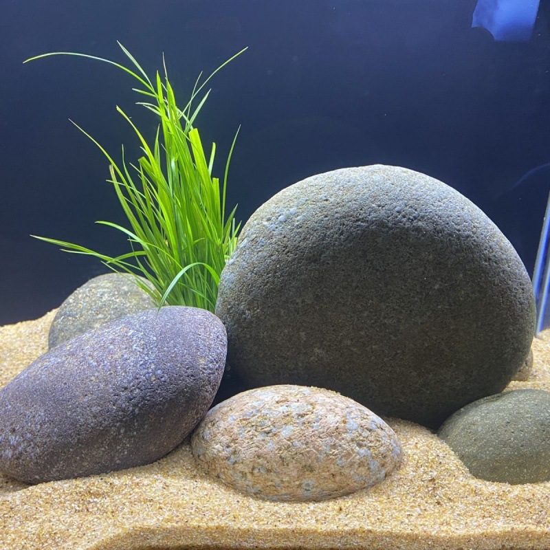 鱼缸造景石天然鹅卵石园林铺路青龙岩石花盆铺面工程铺路工厂批发