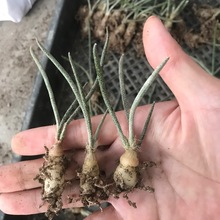 块根美杜莎直径0.7-1.2cm 多肉植物室内盆栽